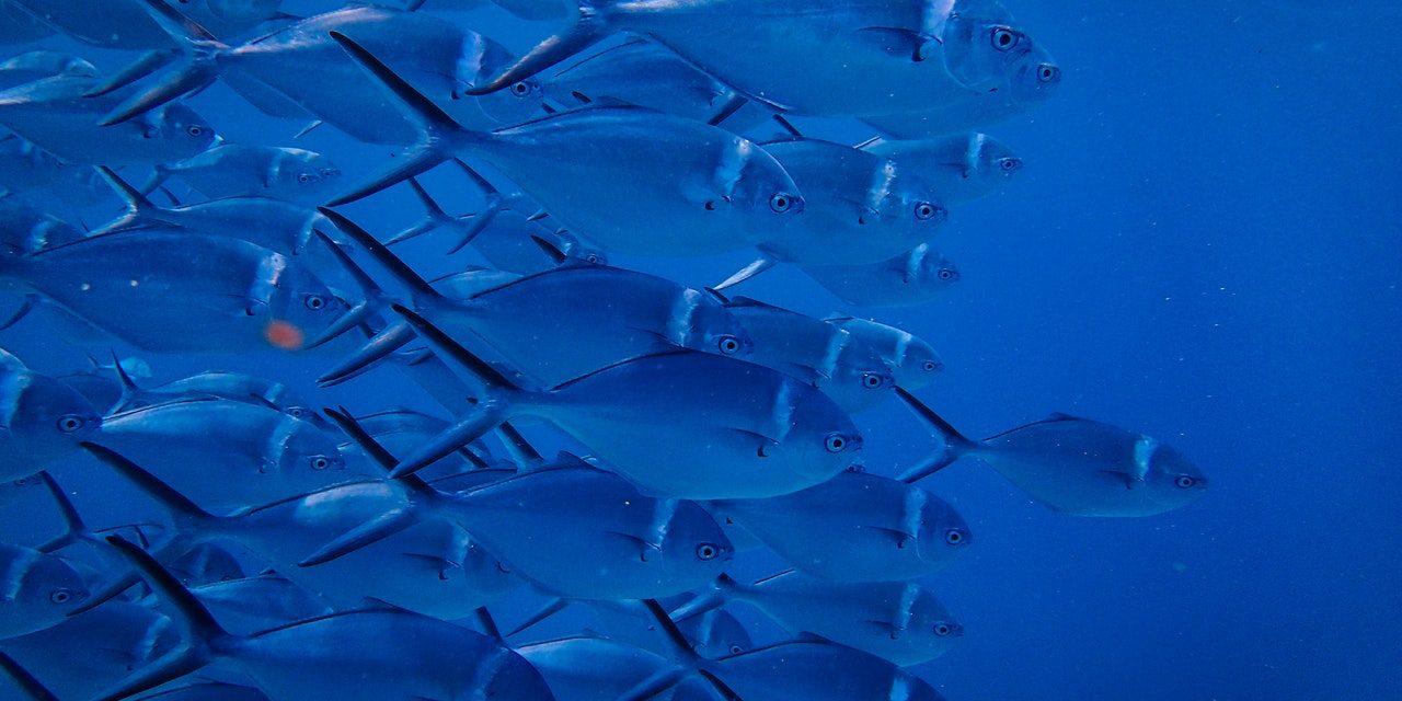 self destructive business owners is like a school of fish ripping in one direction self destructive business owners is like a school of fish ripping in one direction