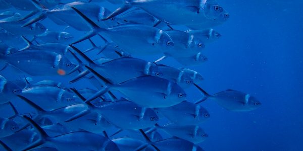 self destructive business owners is like a school of fish ripping in one direction