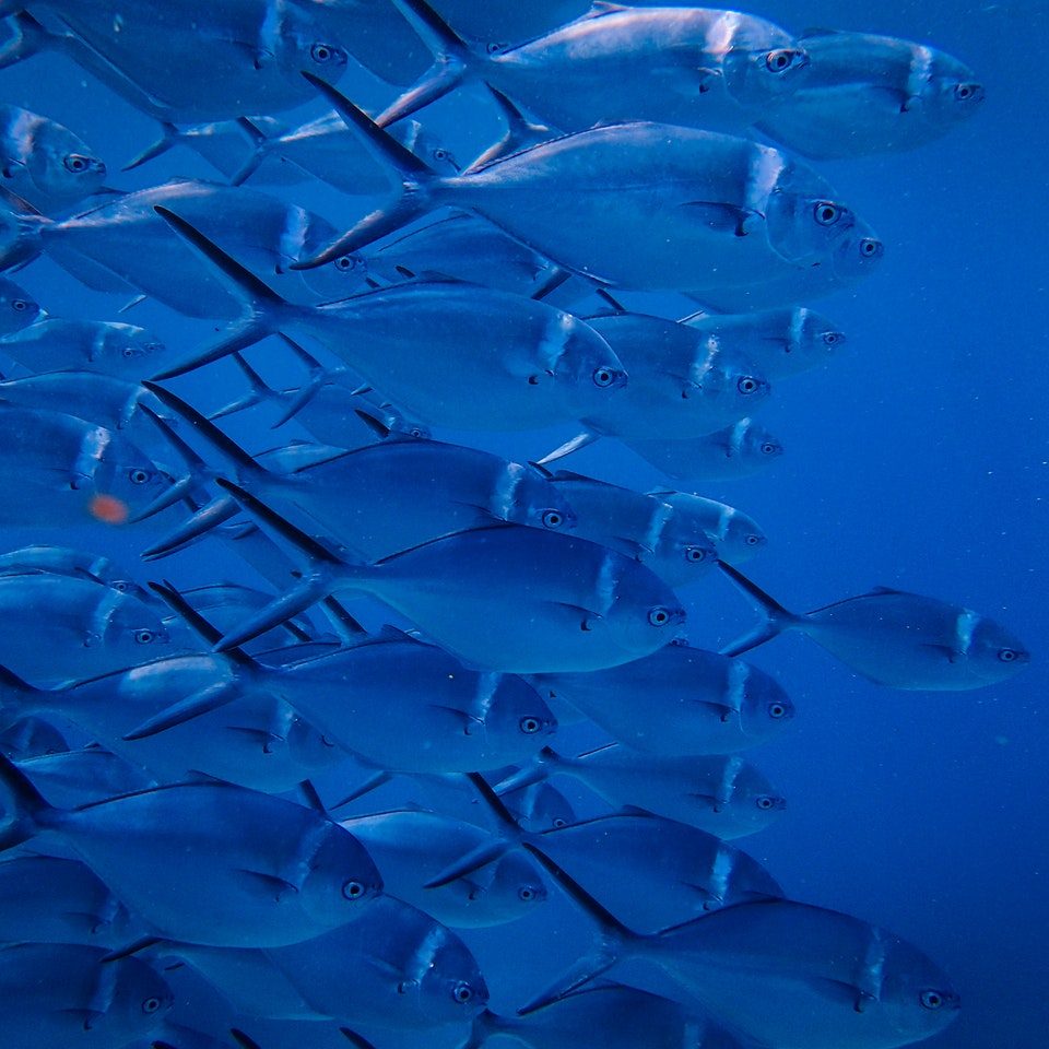 self destructive business owners is like a school of fish ripping in one direction self destructive business owners is like a school of fish ripping in one direction
